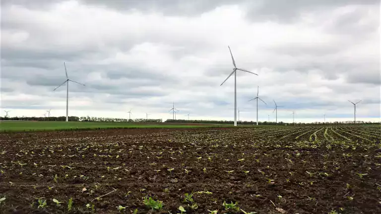 Rows of young crops growing in a large agricultural field with multiple wind turbines in the background under a cloudy sky, illustrating renewable energy in farming.