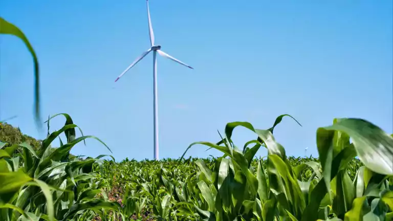 A large wind turbine stands in the middle of a green cornfield under a clear blue sky, symbolizing renewable energy and sustainable agriculture.