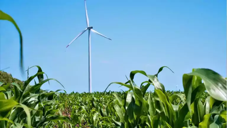 A large wind turbine stands in the middle of a green cornfield under a clear blue sky, representing renewable energy and sustainable agriculture.