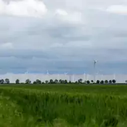 A field of green grass stretches into the distance with multiple wind turbines and a row of trees under a cloudy sky, representing renewable energy in a rural landscape.