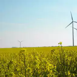 Wind turbines stand in a field of blooming yellow flowers under a clear blue sky, representing clean energy and sustainable agriculture.