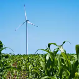 A large wind turbine stands in the background of a green cornfield under a clear blue sky, representing renewable energy in agriculture.
